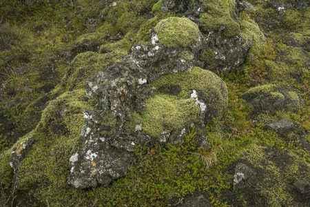 微距下的苔藓与岩石共生