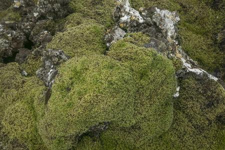 柔软苔藓如绿绒毯铺展