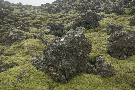 火山岩上的绿色生命奇迹