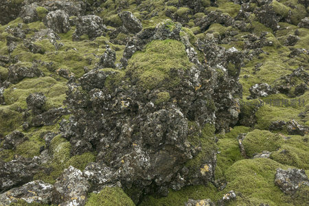 苔藓覆盖的火山岩地貌特写