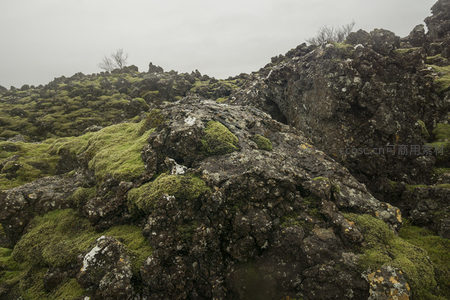 火山岩上的生命绿毯