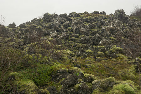 苔藓与枯枝交织的火山坡