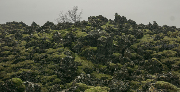 孤树屹立于苔藓岩海