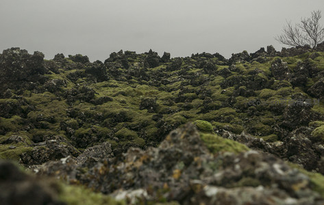 微距视角下的苔藓岩层