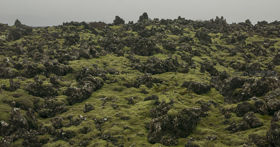 无垠苔原上的火山岩纹理特写