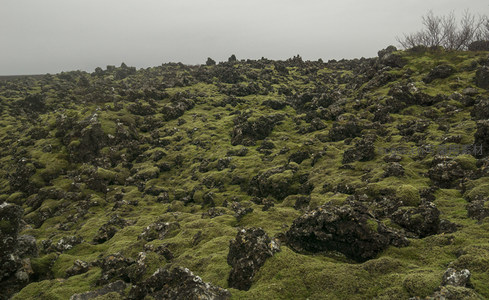 雾霭中的苔藓丘陵与枯枝