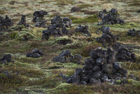 微距视角下苔藓与火山石的细腻共生