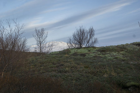 枯树守望，雪峰遥映