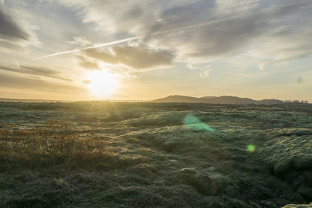 晨曦初照，苔藓地被染成金黄