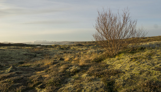 孤树立于苔藓草原