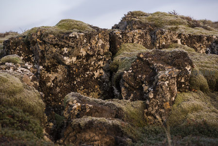 苔覆岩壁，古老地貌的绿色外衣