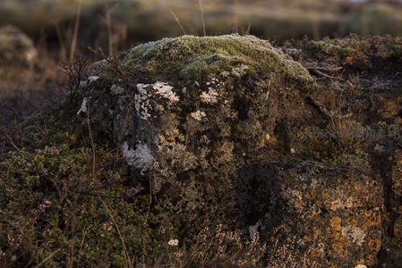 布满地衣的古老岩石特写