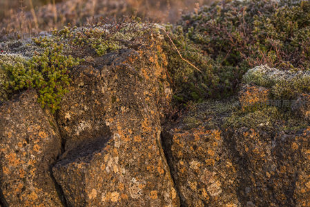 岩缝中的顽强植被