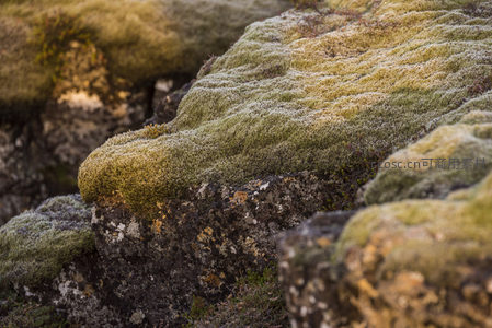 晨霜轻覆的苔藓石面