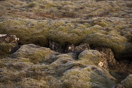连绵起伏的苔原地貌