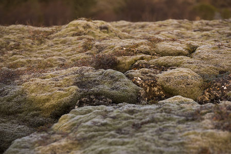 苔藓覆盖的岩石地貌，自然纹理细腻
