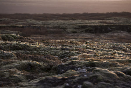 苔藓覆盖的火山岩地貌在夕阳下泛着金光
