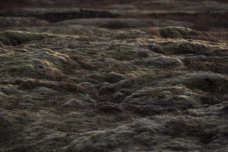微距视角下的苔藓地表，光影交错如波浪