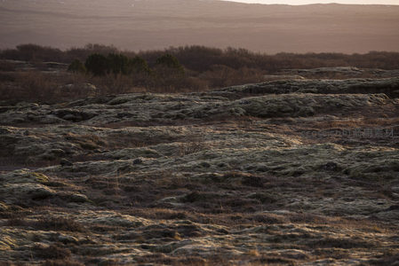 落日余晖洒满苔原，远处树林剪影勾勒天际线
