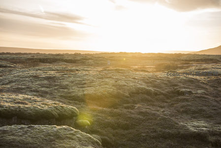 阳光穿透苔藓覆盖大地