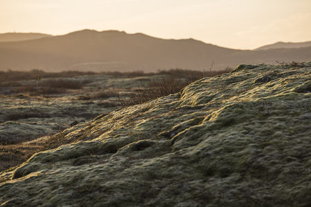 苔藓坡地，沐浴在夕阳余晖中