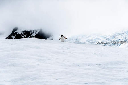 雪原孤影：企鹅漫步冰川之巅