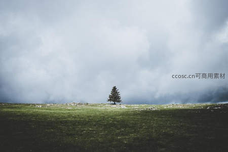 旷野孤松立云下，绿茵无垠伴苍穹