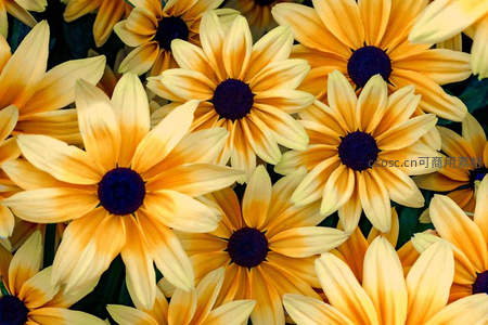 密集绽放的非洲菊展现明艳色彩