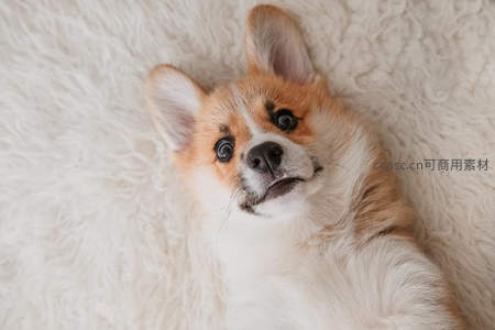 柯基仰卧绒毯萌态十足