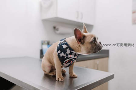 法斗幼犬戴鲨鱼围巾好奇张望