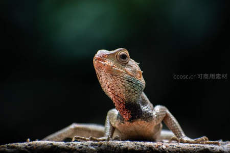 微距蜥蜴抬头凝视镜头瞬间