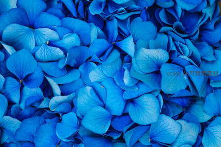 蓝色绣球花瓣的细腻微距世界