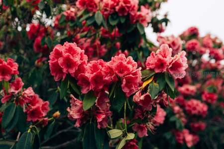 粉红杜鹃花簇拥绽放，绿叶衬托春意盎然