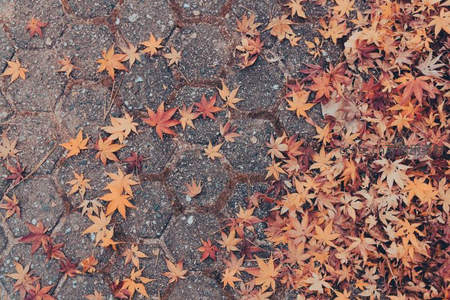 秋枫铺地，落叶缤纷，石板路上诗意盎然