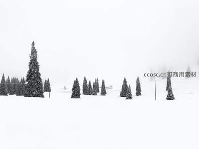 雪中松林，雾霭弥漫，黑白世界纯净空灵