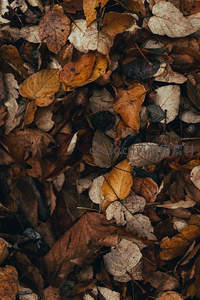 秋日落叶铺满地面的微距特写