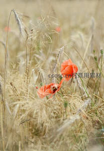 麦田罂粟，红花摇曳风中舞