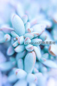 淡蓝多肉植物的温柔特写