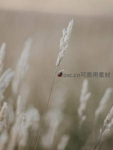 瓢虫停驻在干草穗上的微距