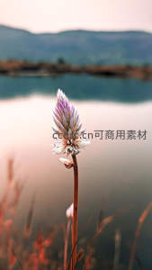 湖畔孤花微距特写，柔光中的温柔绽放