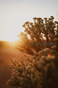 夕阳穿透花丛，暖光洒满枝头