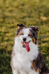 微笑狗狗闭眼吐舌，萌态十足