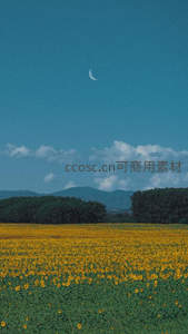 向日葵海映新月蓝天如洗
