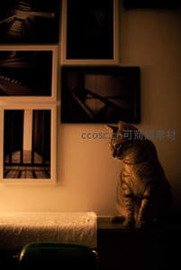 暖光下的猫咪静思时光