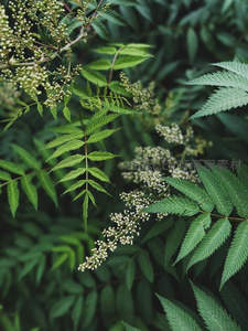 绿叶丛中绽放的细碎白花