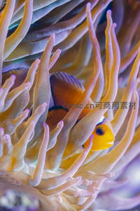 小丑鱼在海葵中探头张望