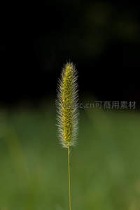 微距下的狗尾草穗，柔毛在光中轻舞
