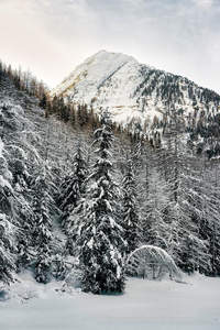 雪松林海拥雪山，冬日仙境静谧无瑕