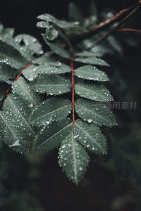 雨后绿叶上的晶莹水珠微距