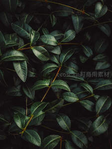 深绿藤蔓交织的静谧植物背景